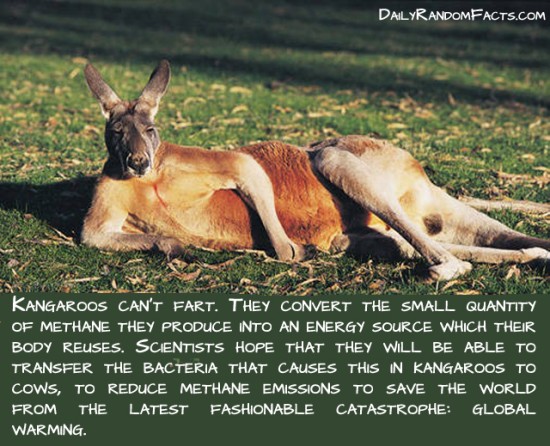 animal facts, facts about animals, interesting animal facts, kangaroos fact