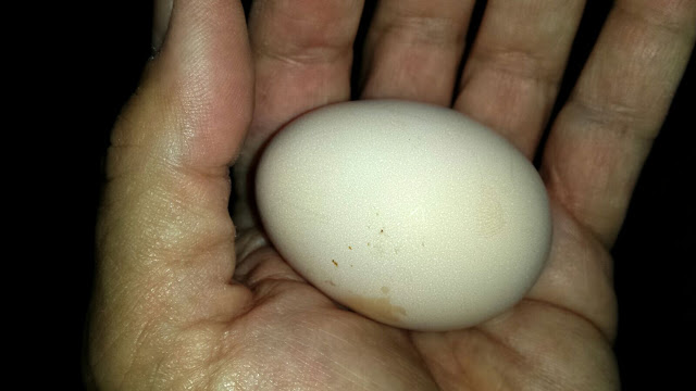 El primer huevo