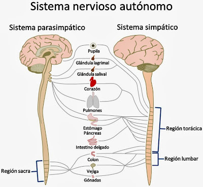 Resultado de imagen de clasificacion funcional del sistema nervioso central