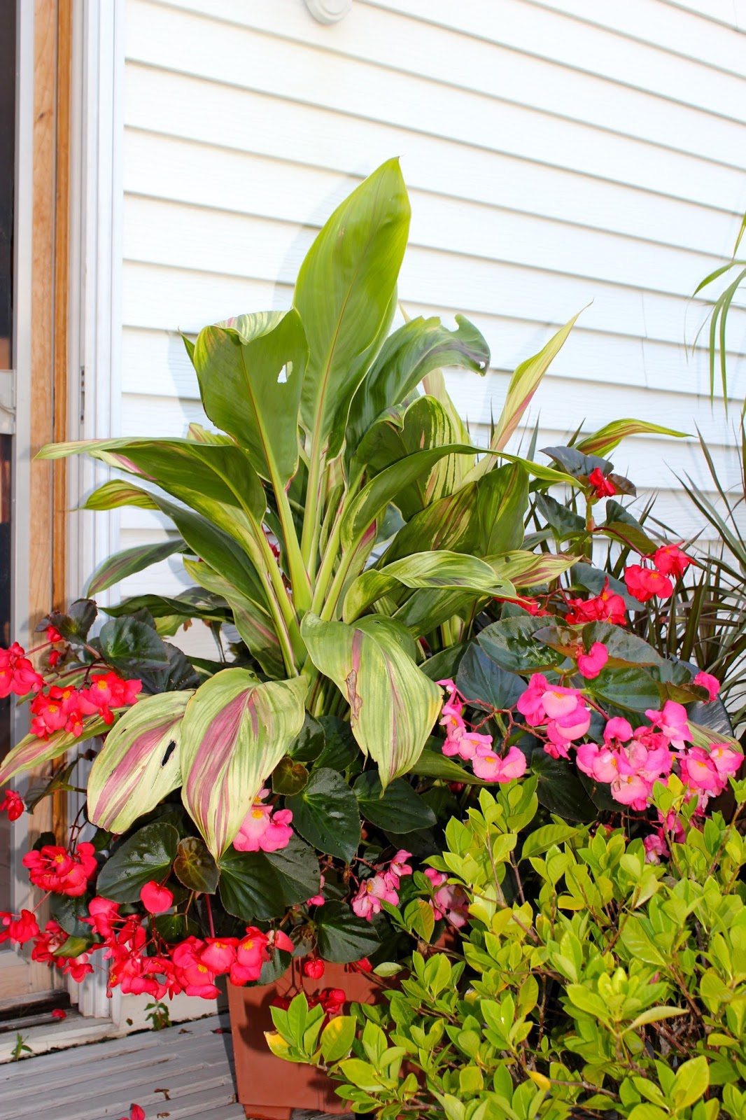 Tropical Gardening in New York City! Hawaiian Ti plant Cordyline