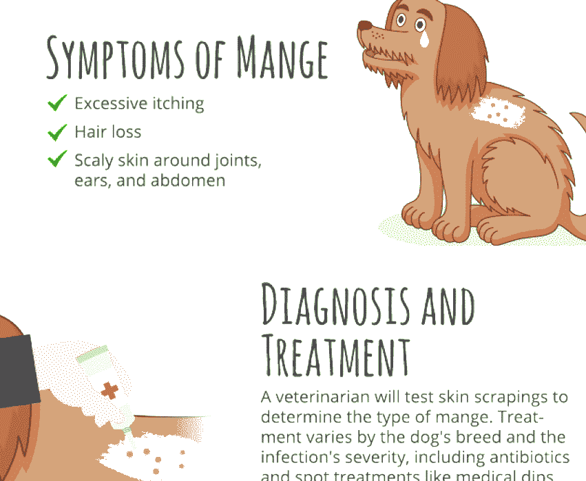 Mange - Dog Mange Treatment