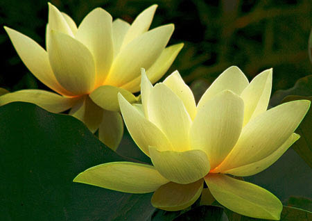 Tuyển tập ảnh hoa đẹp: 10 hình ảnh hoa sen vàng đẹp, sen vàng đẹp tuyệt trần