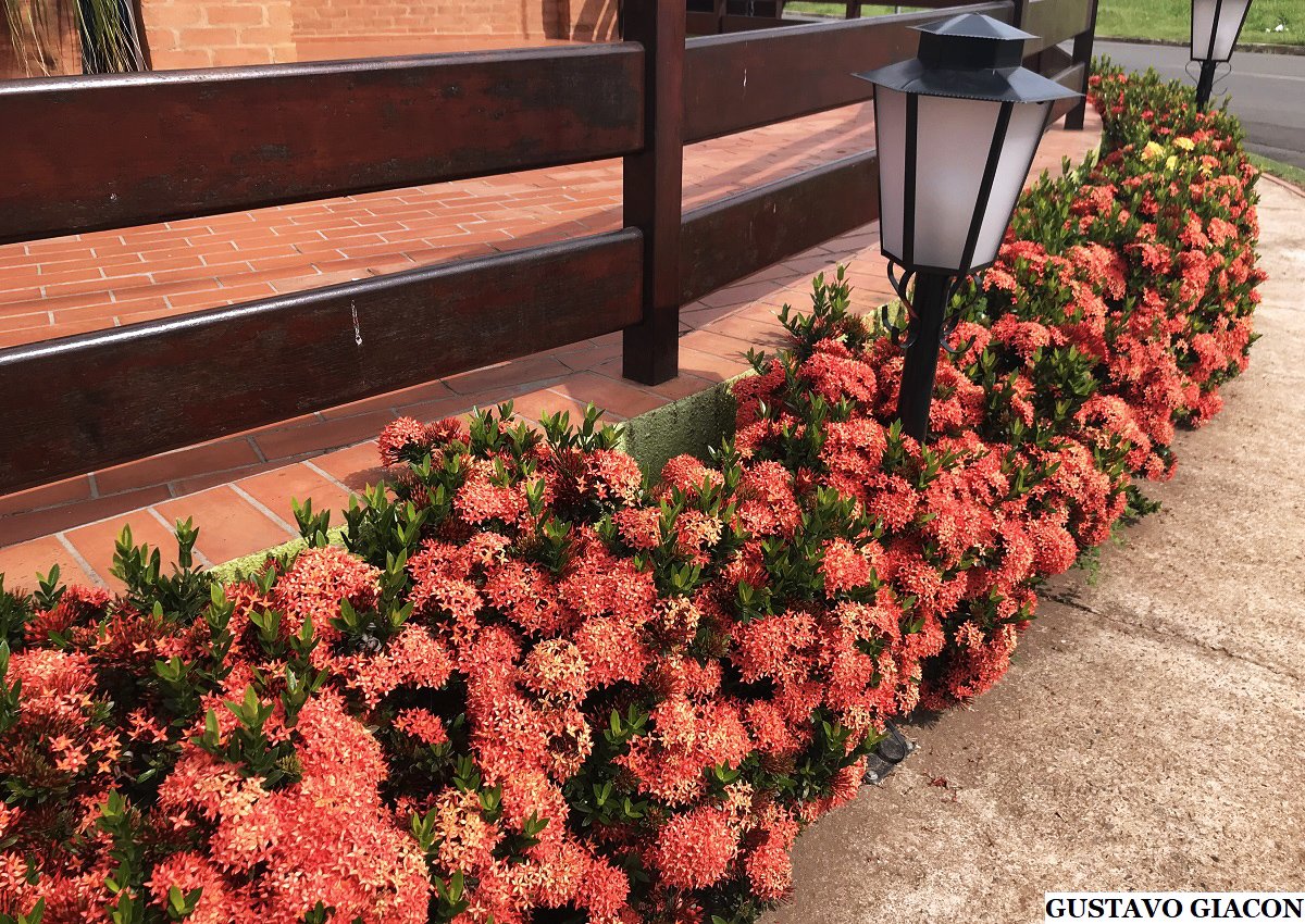 Viveiro Ciprest - Plantas Nativas e Exóticas: Ixora Mini Vermelha ( Ixora  coccinea 