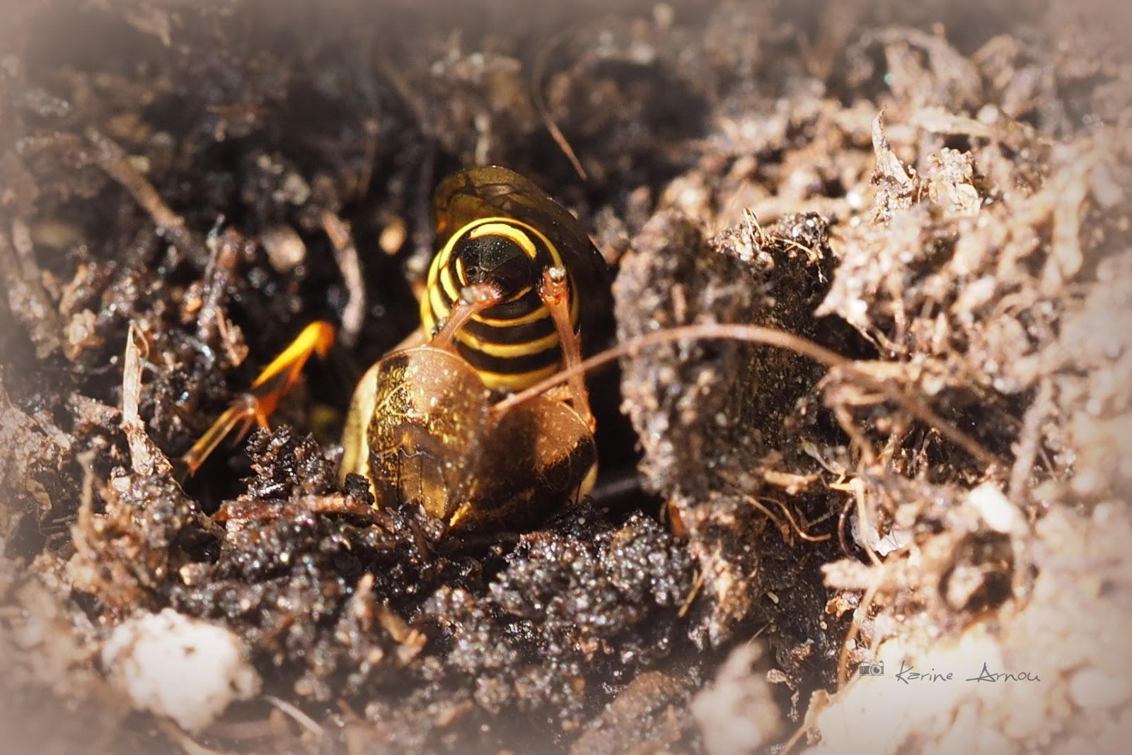 INSECTES et cetera: Jardinier comblé