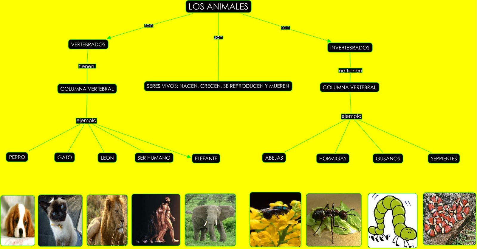 Those Things Mapa Conceptual De Los Animales