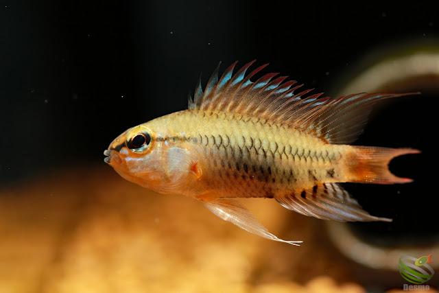 F1 Apistogramma cf. viejita from Rio Guarrojo