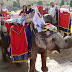 Elephant Ride in Rajasthan India