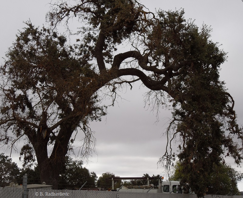 Where to See Photogenic Oak Trees in Paso Robles, California