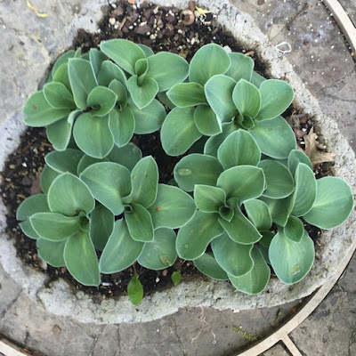 Blue Mouse Ears Hosta in Hypertufa Container