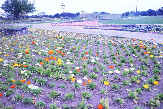 Top 10 Most Beautiful Flower Gardens in Japan