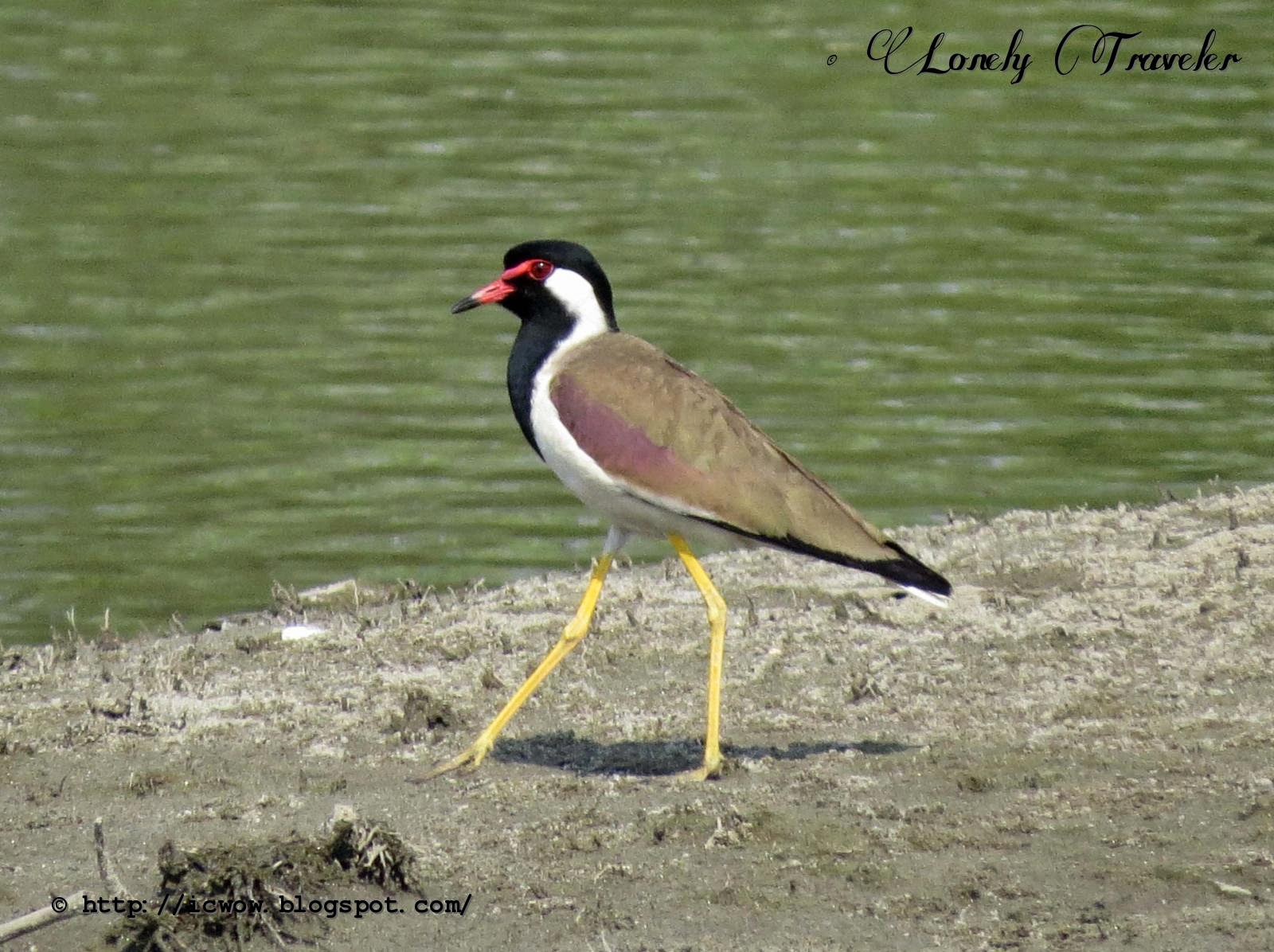 Red-wattled lapwing - Vanellus indicus