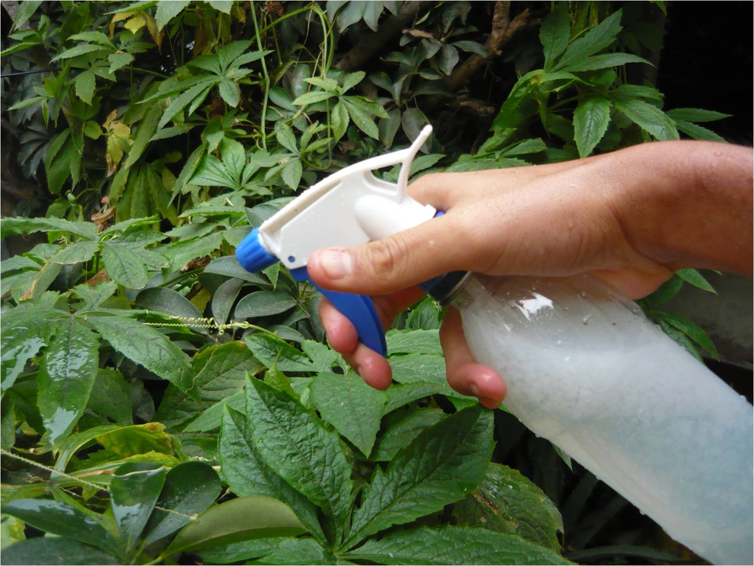 ALTERNATIVA ECOLÓGICA PREPARADO CASERO DE JABÓN ALTERNATIVA ECOLÓGICA PREPARADO CASERO DE JABÓN