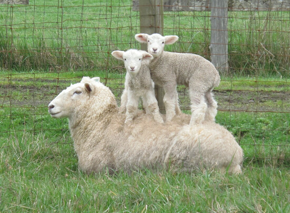 wool yielding animals Scribd india