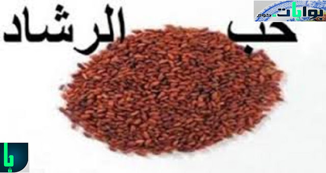 حب الرشاد للبشرة الدهنية والحبوب
