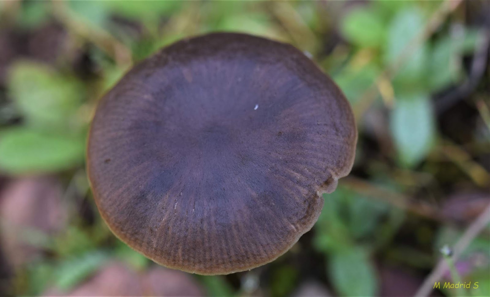 SETAS DEL VALLE DE LOS PEDROCHES ENTOLOMA SERICEUM