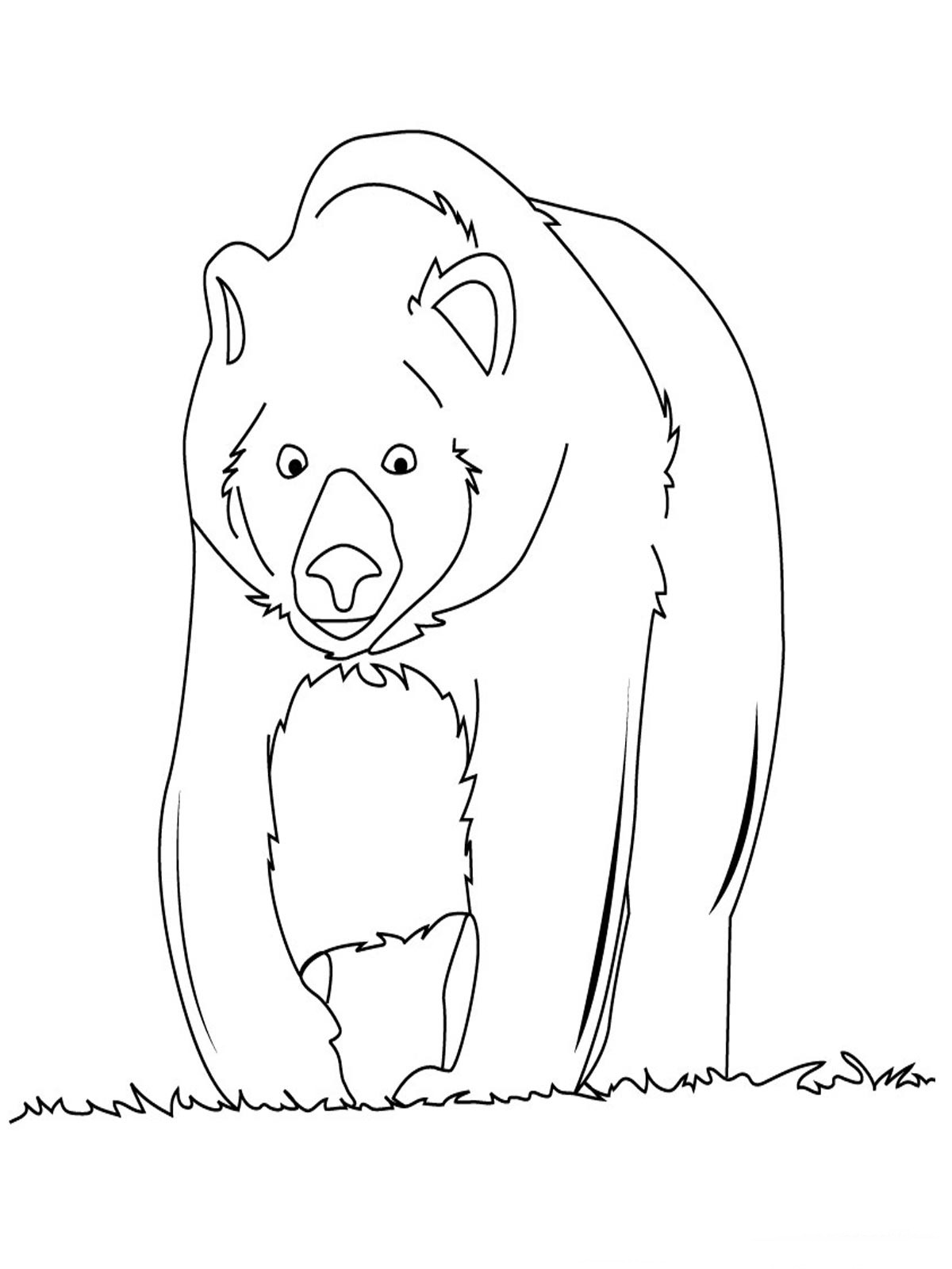 Bear Coloring Pages Realistic | Realistic Coloring Pages