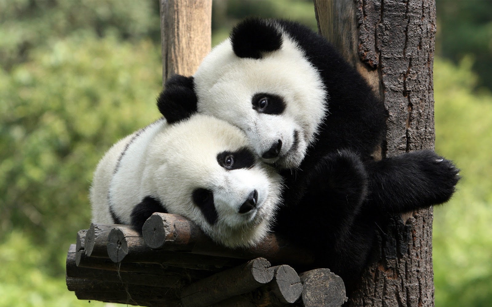 gambar panda - gambar hewan panda