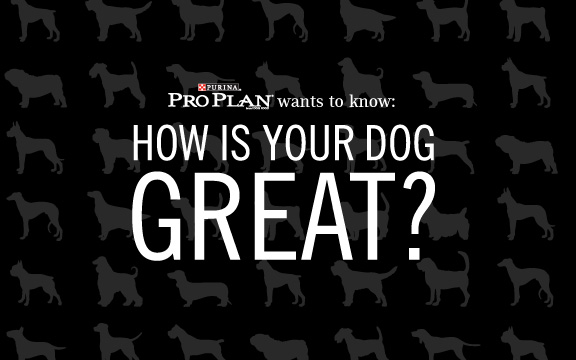 MOMMY BLOG EXPERT: Pet Dog Video Contest to Win Trip to Westminster Dog  Show 2013, Hurry Ends 8/27