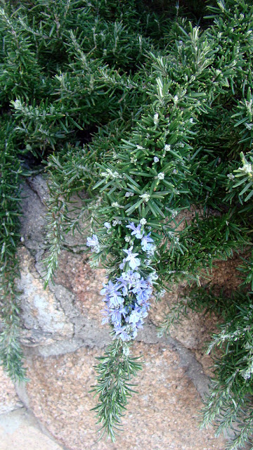 Romero rastrero (Salvia rosmarinus "Prostratus").