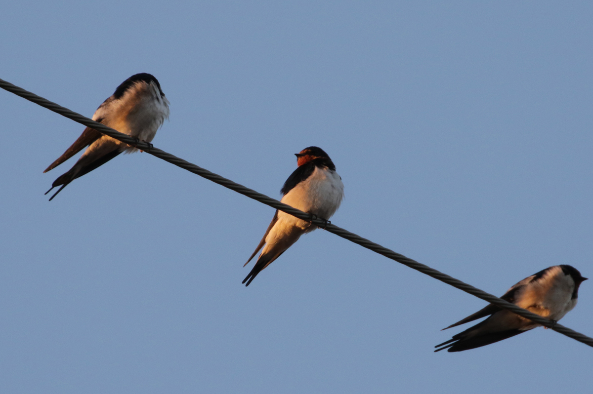 Japanese swallows