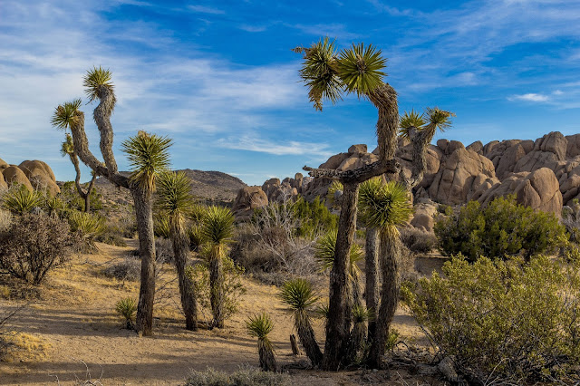 Joshua Tree National Park