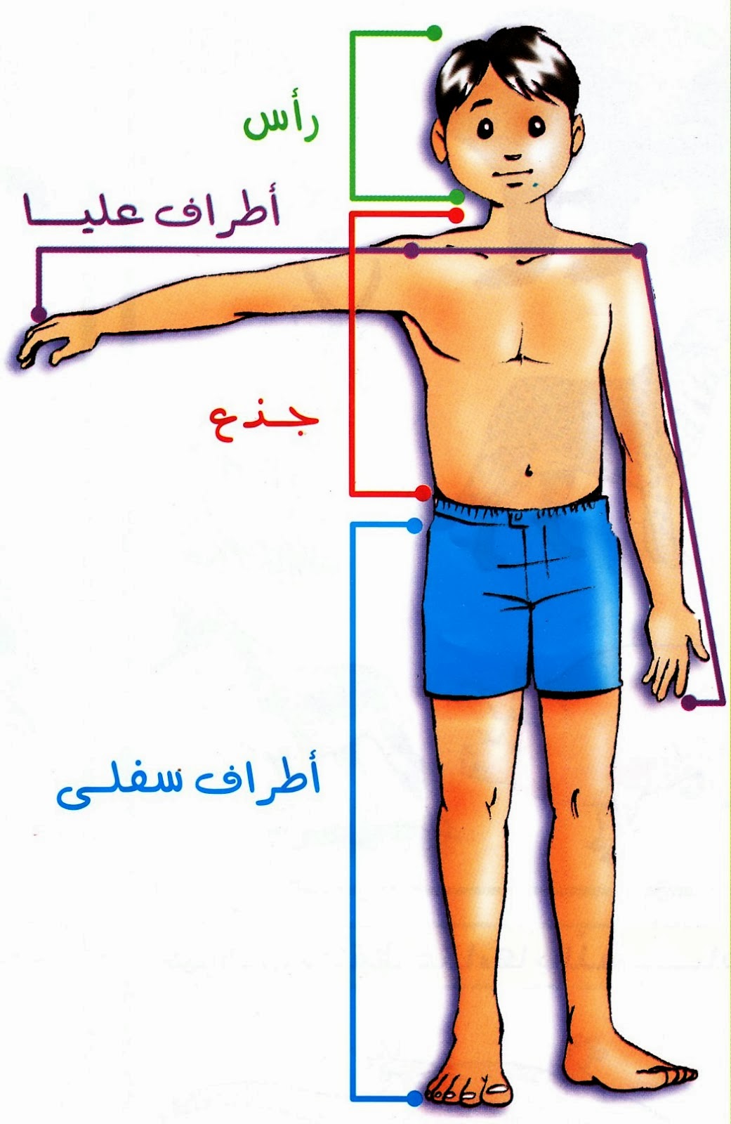 اجزاء جسم الانسان امتحانات تونس