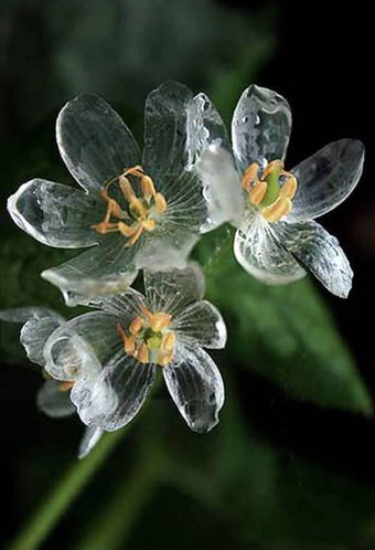 山荷葉：　濡れるとガラス細工のごとく透明になる白い花