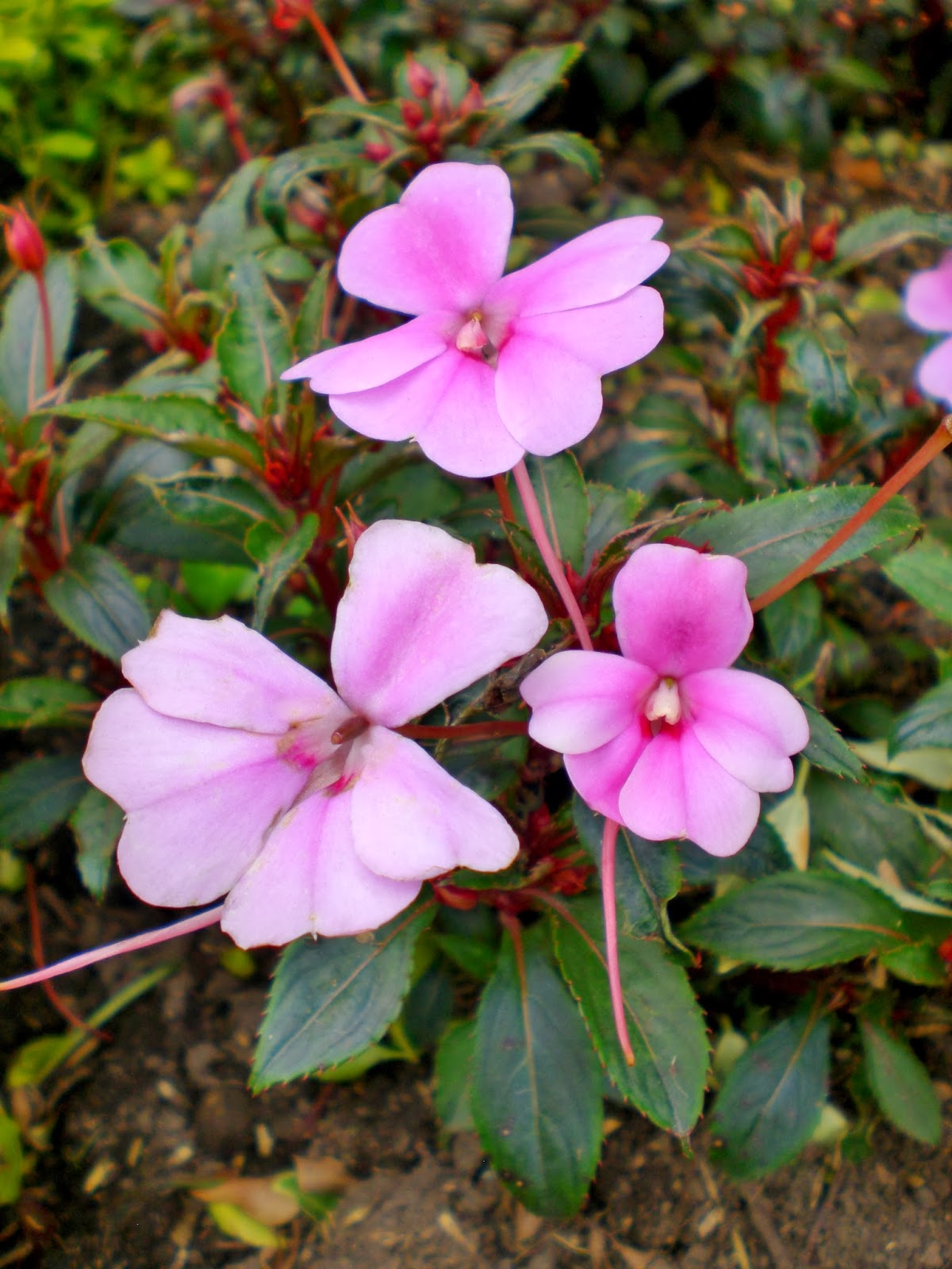 Impatiens x hawkeri rosada Flores colombia