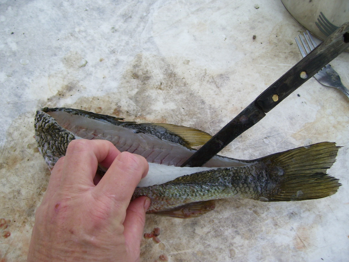 Learning To Live Free How To Clean Large mouth Bass Getting Off The Grid