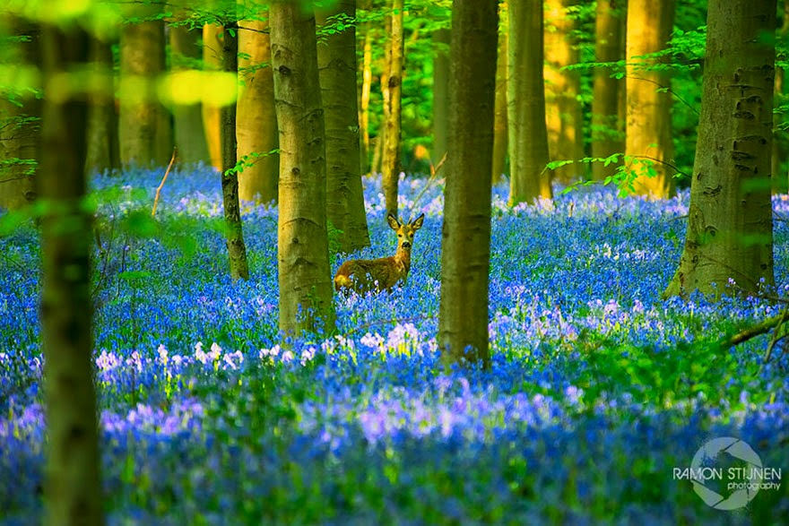 There’s A Mystical Forest In Belgium All Carpeted With Bluebell Flowers