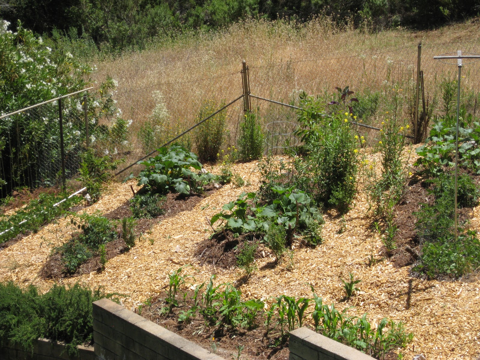 Low Cost Vegetable Garden Hugelkultur works!