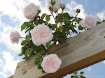 Roses at the beginning of Spring in our garden