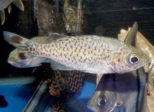 金魚快訊部落格goldfish Message Blog 西德剪刀魚 Kuhlia Marginata 金魚快訊部落格goldfish Message Blog 西德剪刀魚 Kuhlia Marginata