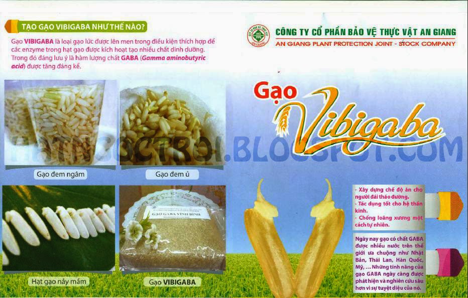 Gạo lứt nảy mầm là gạo mầm vibigaba Gạo lứt nảy mầm là gạo mầm vibigaba