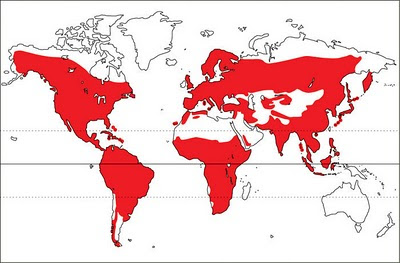 world distribution map of woodpeckers