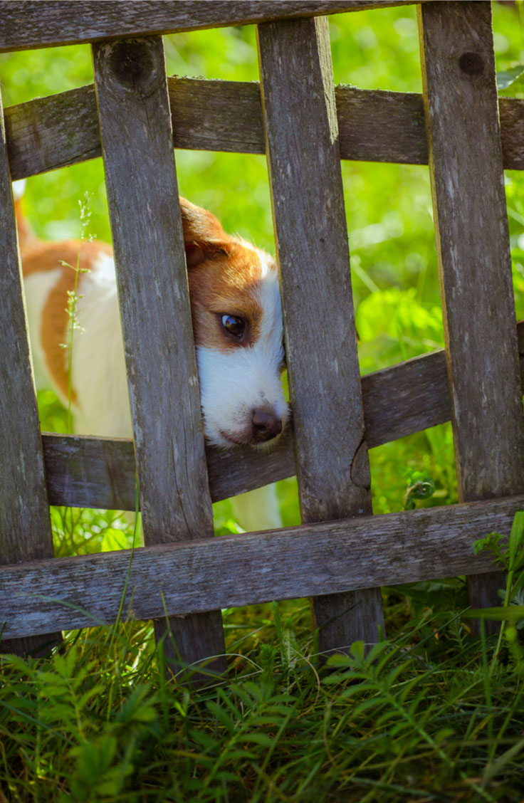 Companion Animal Psychology Escaping Dogs Some Fences Are Better Than