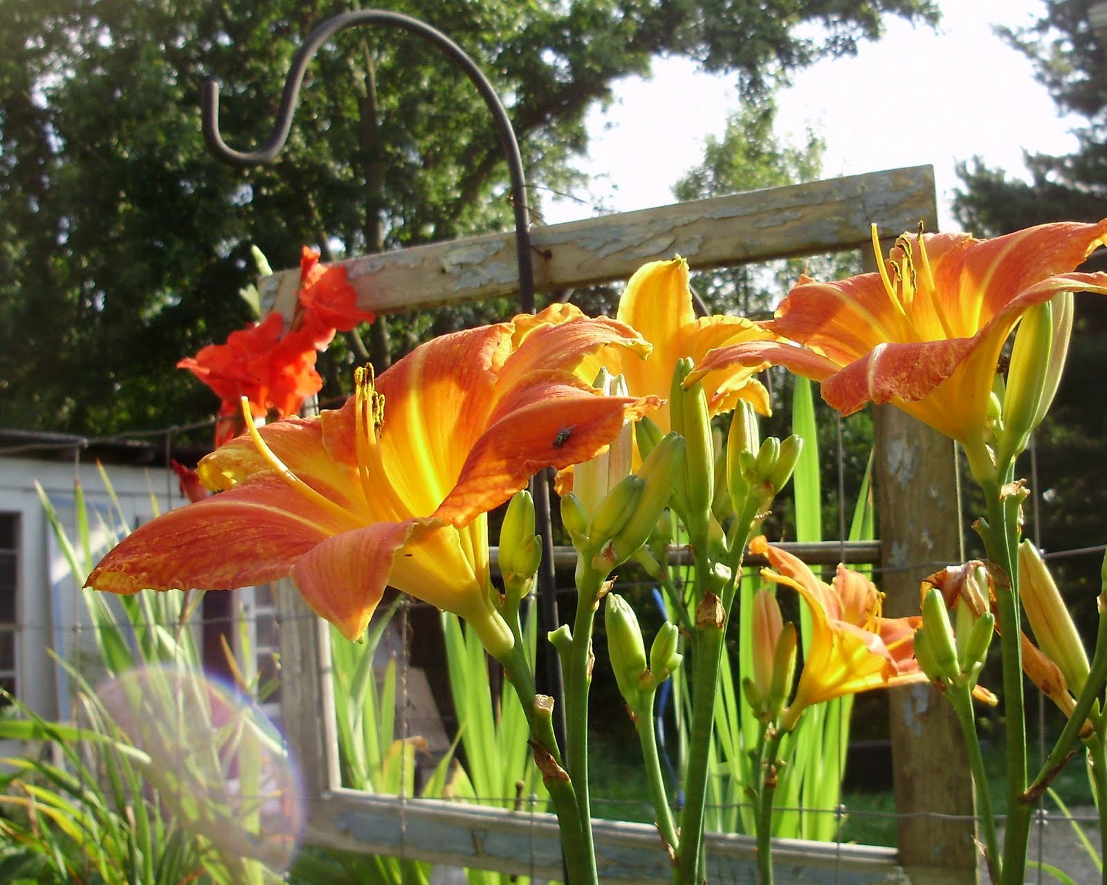 Not Your Average Daylily Some lovely lilies scenes from the farm