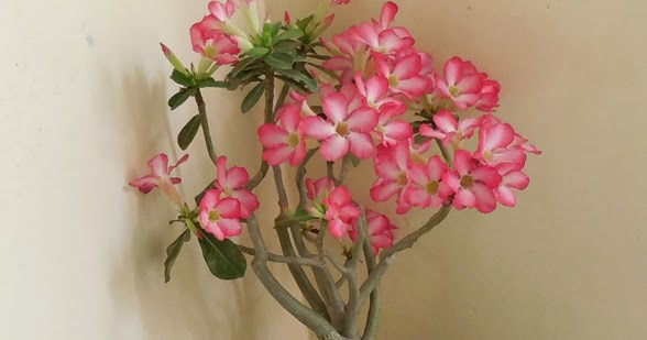 Adenium Bonsai Obesum Desert Rose | Bonsai Adenium Plant