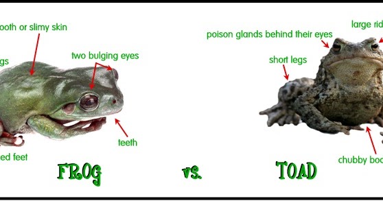 WHAT IS THE DIFFERENCE BETWEEN A FROG AND A TOAD? The