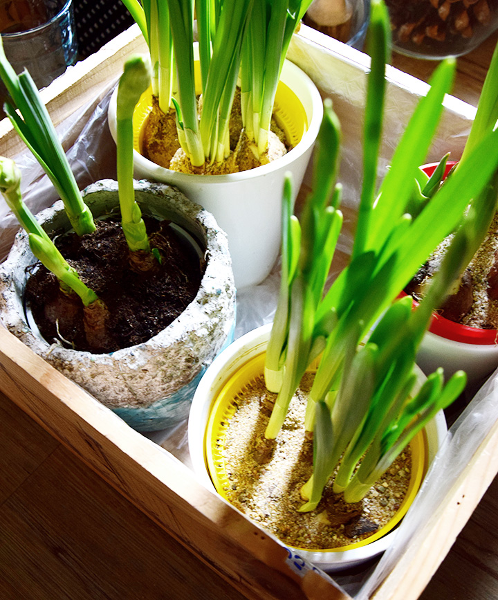 DIY Frühlinksdeko Selbermachen: Frühlingsblüher, Zwiebeln, Moos und Weinkiste. Einfach schnell und Selbstgemacht, Tulpen, Osterglocken, natürliche Deko, Dekoration mit Natur DIY Frühlinksdeko Selbermachen: Frühlingsblüher, Zwiebeln, Moos und Weinkiste. Einfach schnell und Selbstgemacht, Tulpen, Osterglocken, natürliche Deko, Dekoration mit Natur