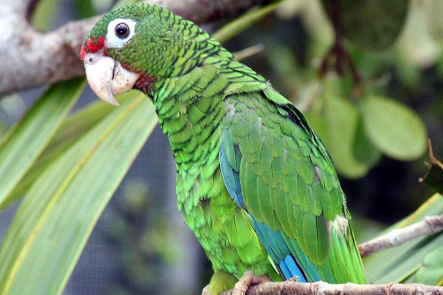 Liberan 15 cotorras puertorriqueñas para fortalecer la especie | Mascotas