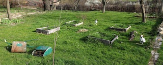 The lawn before I cut it The lawn before I cut it