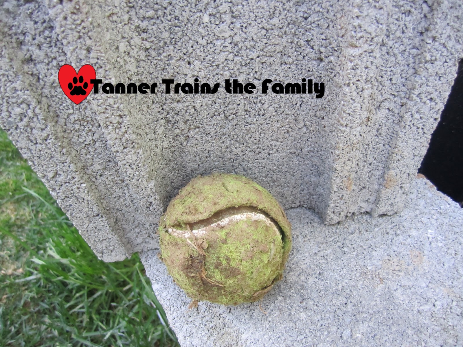 Tanner Trains the Family Dead Tennis Balls
