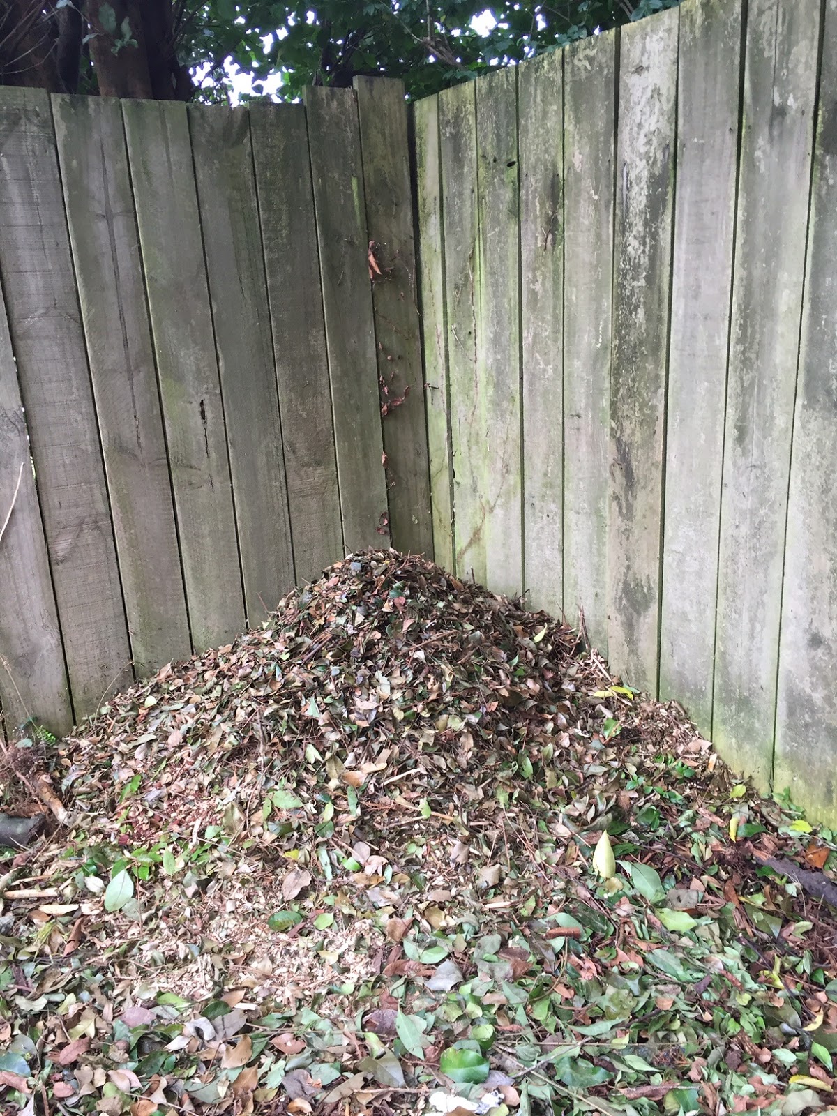 Craving Fresh Lots of raised beds