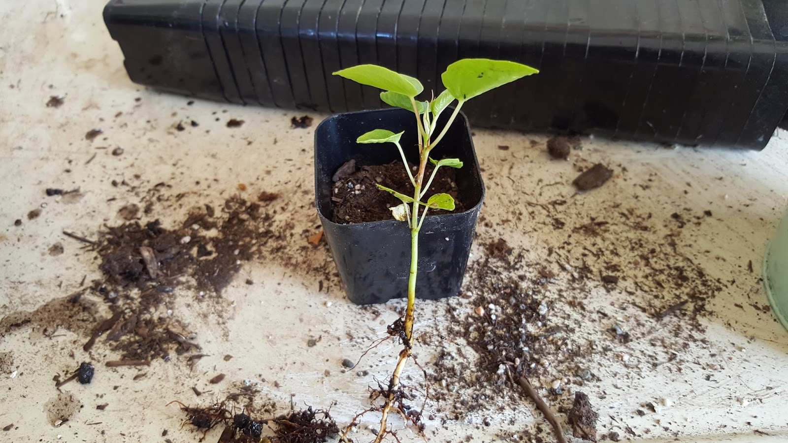 Bonsaimisadventures Grow a fig tree from seed, Moreton bay ficus