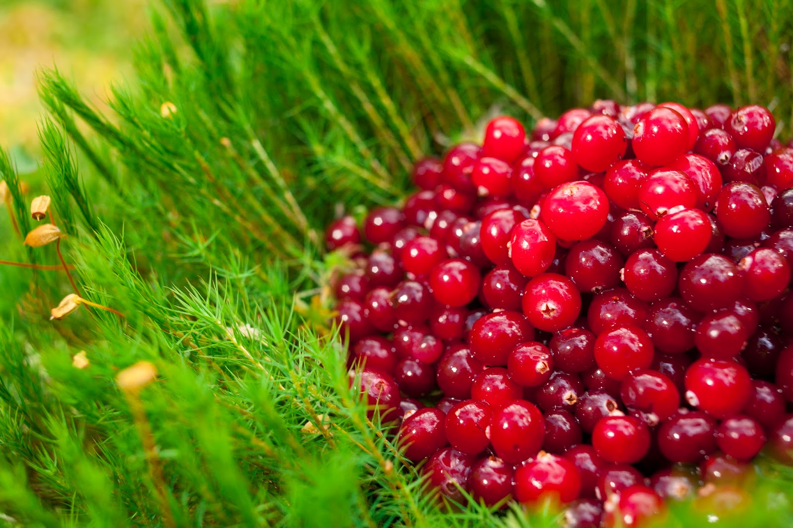 Finland Top Reasons to Travel, How to Plan a Trip & What to See