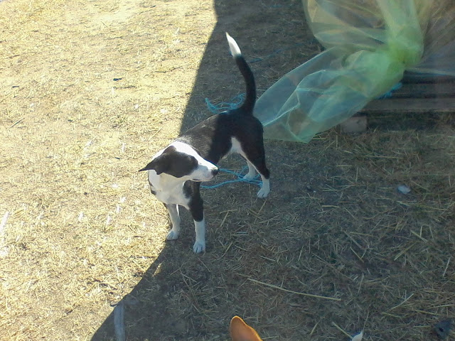 ΚΑΣΤΟΡΙΑ: ΧΑΘΗΚΕ Ο REX ΑΠΟ ΤΗΝ ΑΝΩ ΠΤΕΡΙΑ-ΒΟΗΘΕΙΣΤΕ ΝΑ ΒΡΕΘΕΙ