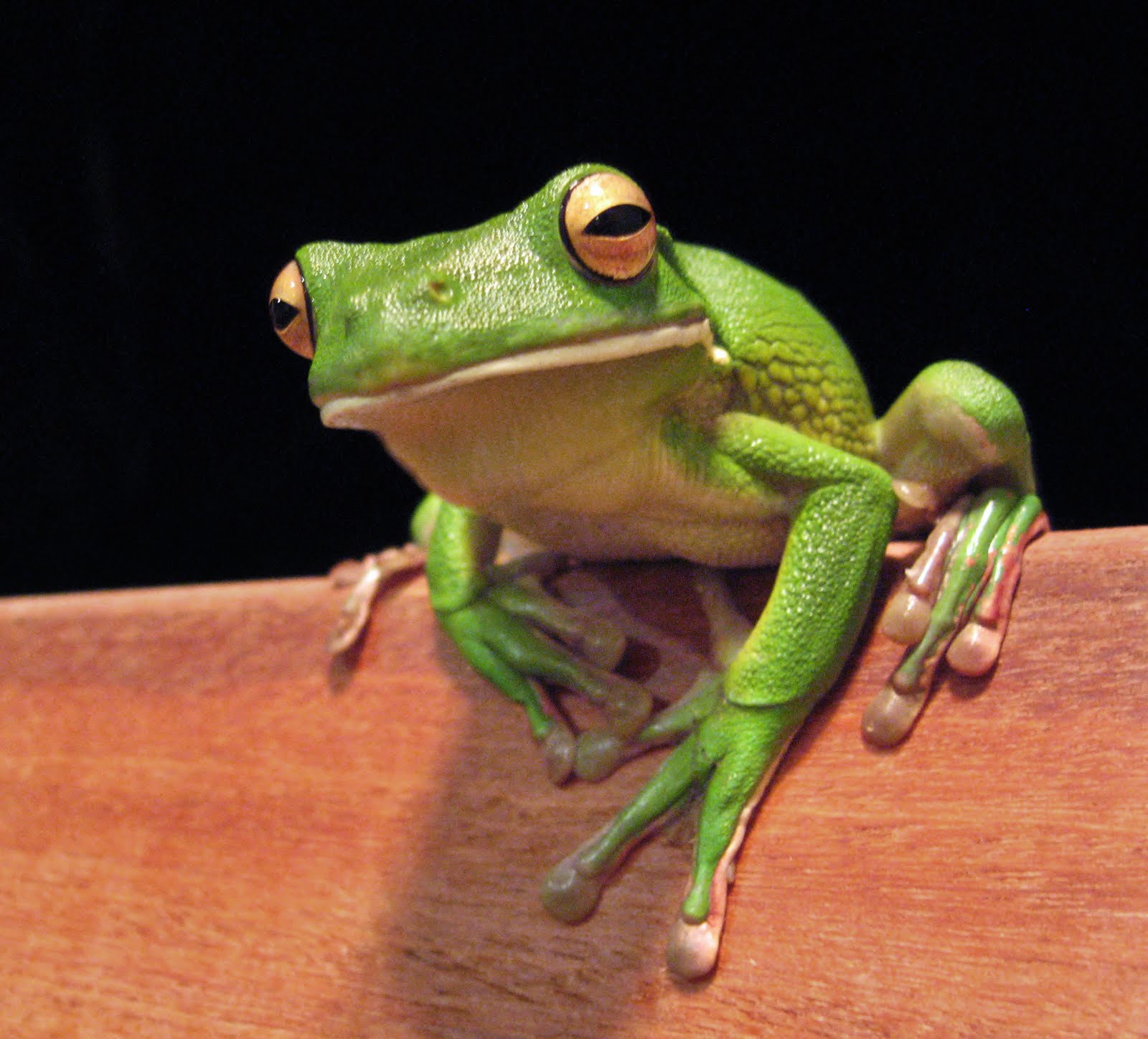 Tree Frog | Animal Wildlife