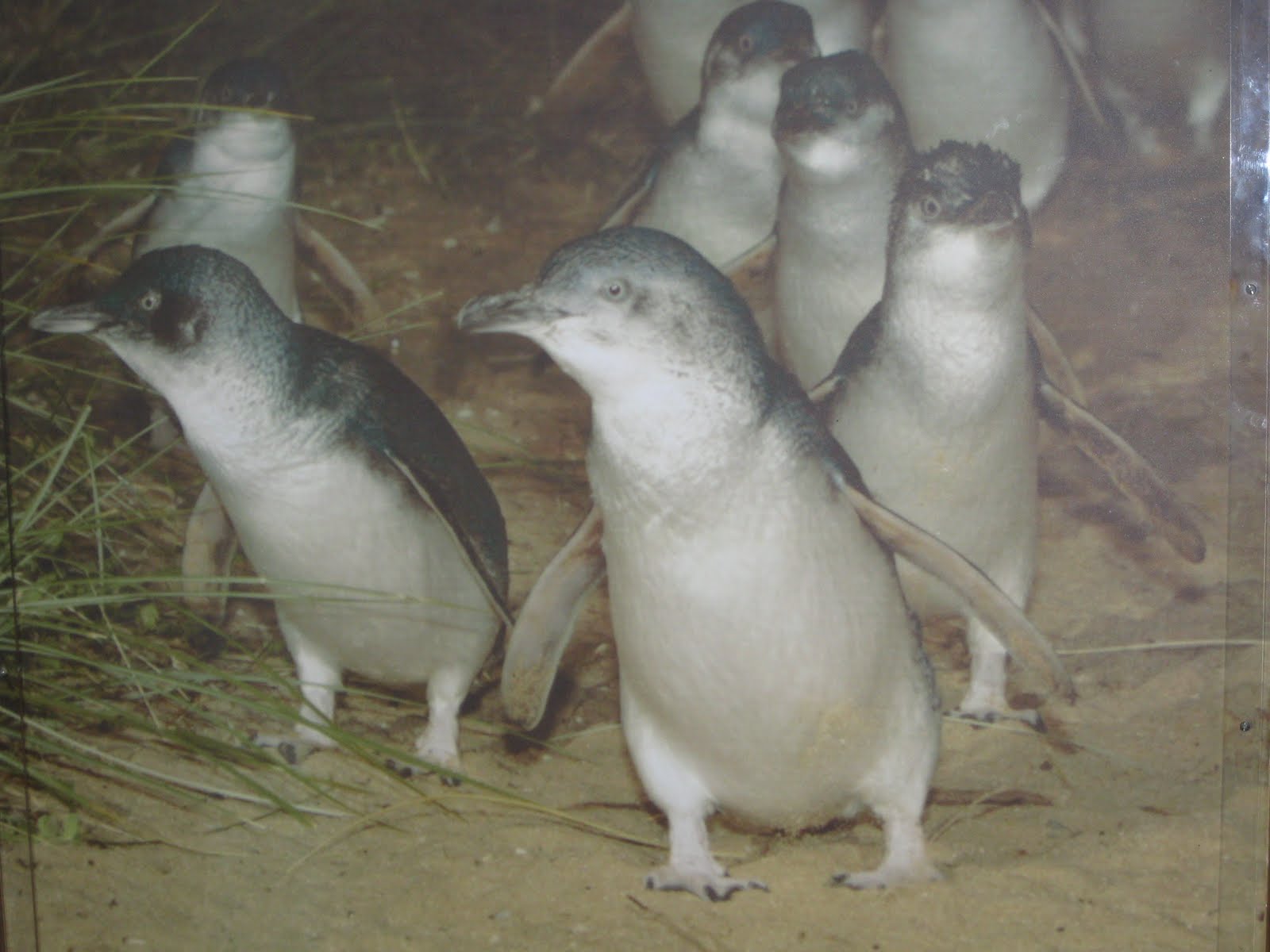 Robin's Double Life People housing to penguin housing Phillip Island