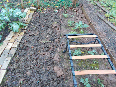 Brassica seedlings in this year's brassica bed The 80 Minute Allotment Green Fingered Blog